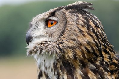 Gaststätte Naturwildpark Freisen